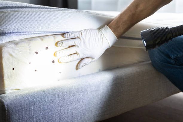 Wasp Removal Services in Lake Bryan, TX